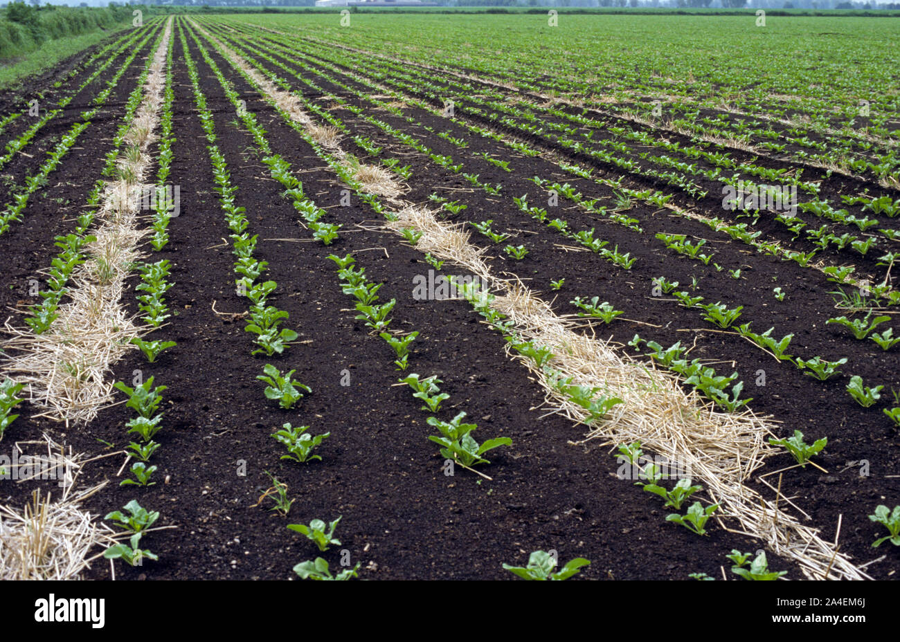 Sämling Zuckerrübe auf dunklen Flachbild Moorlandzone Boden mit Stroh links als Windschutz und Erosionsschutz, Cambridgeshire zu handeln Stockfoto