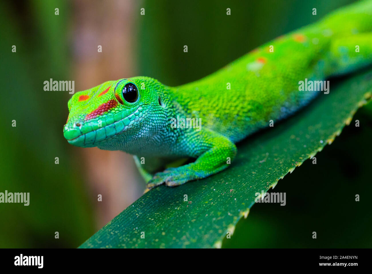 Close-up Seitenansicht riesigen natürlichen Madagaskar Taggecko (phelsuma grandis) Stockfoto