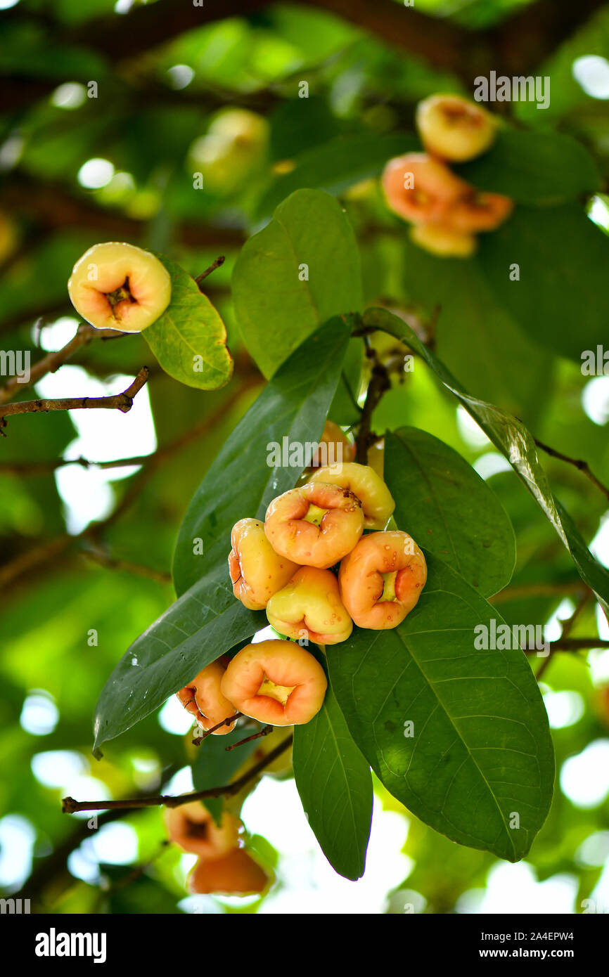 Gruppe von wilden Wachs Jambu Früchte am Baum Stockfoto
