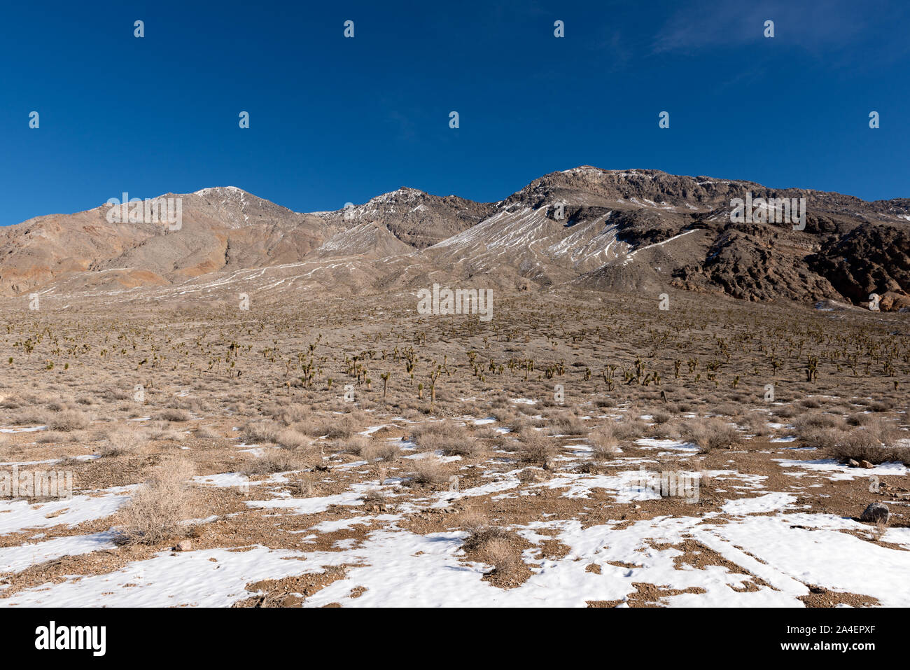 Dies ist offensichtlich nicht den stereotypischen Sonne - geröstete Sommertag im Death Valley. Schnee dots den Boden inmitten eines Feldes von Kakteen entlang der Sackgasse zu einem Playa als Rennstrecke, ein trockener lakebed für seine Felsen, die auf mysteriöse Weise bewegen bekannt, von Zeit zu Zeit, entlang der Oberfläche Stockfoto