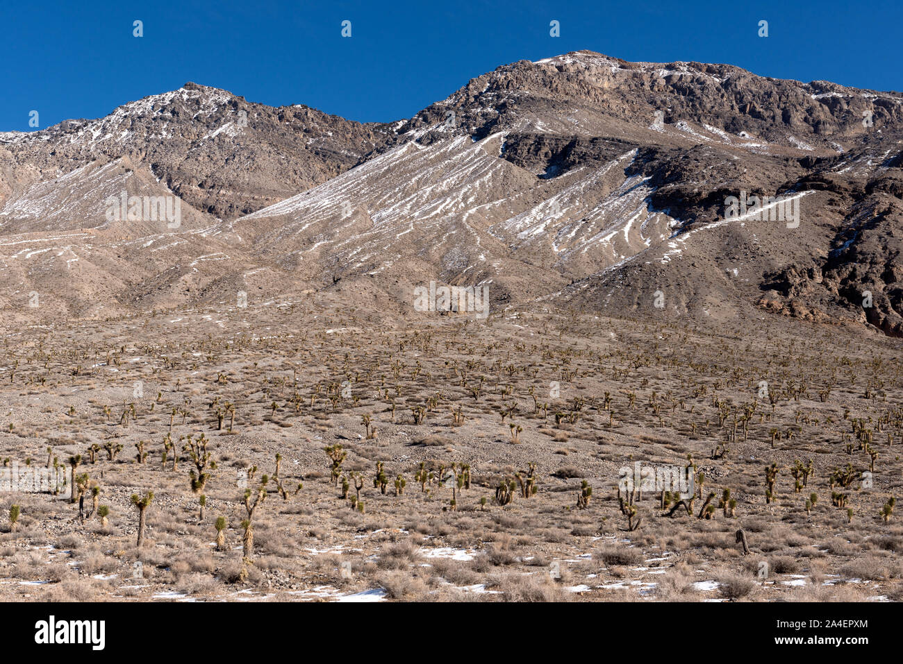 Dies ist offensichtlich nicht den stereotypischen Sonne - geröstete Sommertag im Death Valley. Schnee dots den Boden inmitten eines Feldes von Kakteen entlang der Sackgasse zu einem Playa als Rennstrecke, ein trockener lakebed für seine Felsen, die auf mysteriöse Weise bewegen bekannt, von Zeit zu Zeit, entlang der Oberfläche Stockfoto