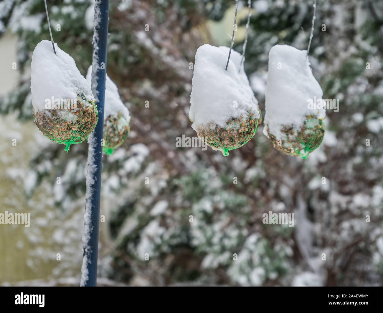 Nahrung für Vögel im Winter Stockfoto