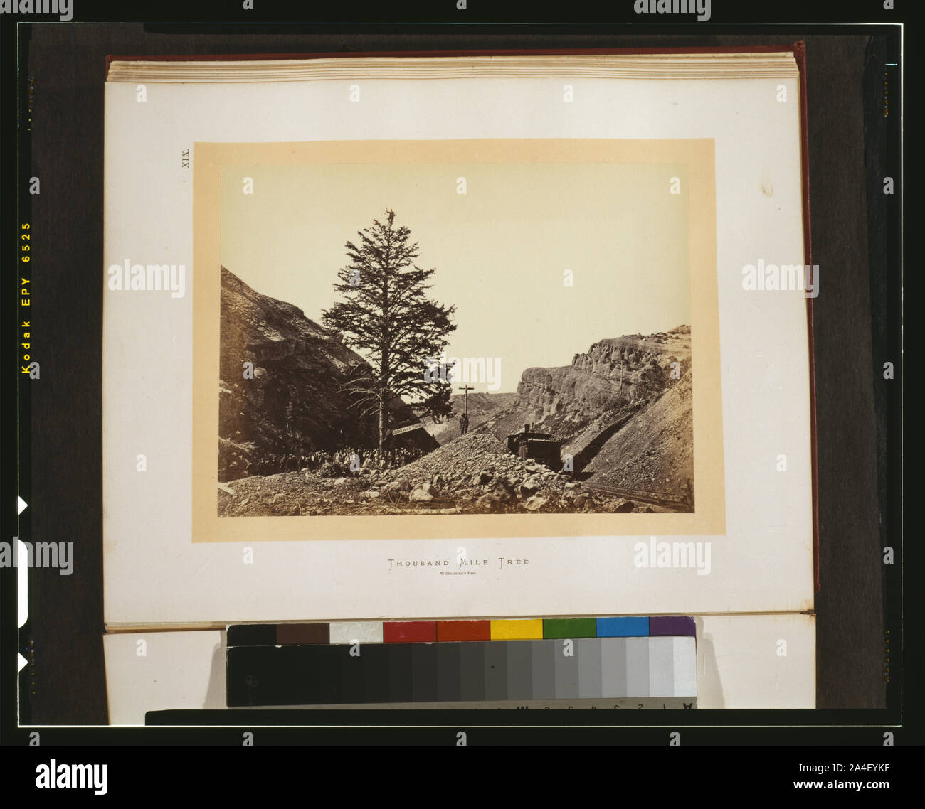 Tausend Kilometer Baum - der Wilhelmina Pass Stockfoto