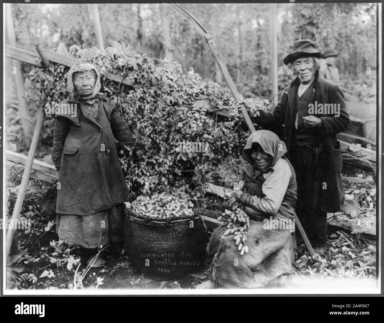 Drei Siwash Indischen hop Picker mit Hopfen, Snoqualmie, Washington gestellt Stockfoto