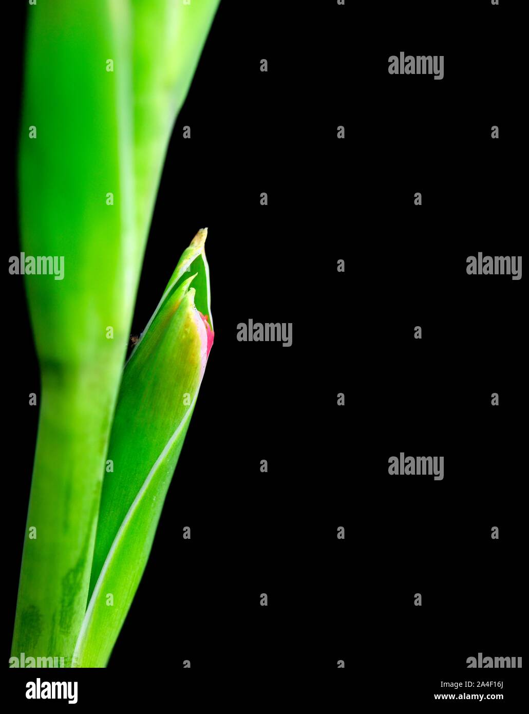 Schmetterling Gladiolen, rote Blume Stockfoto