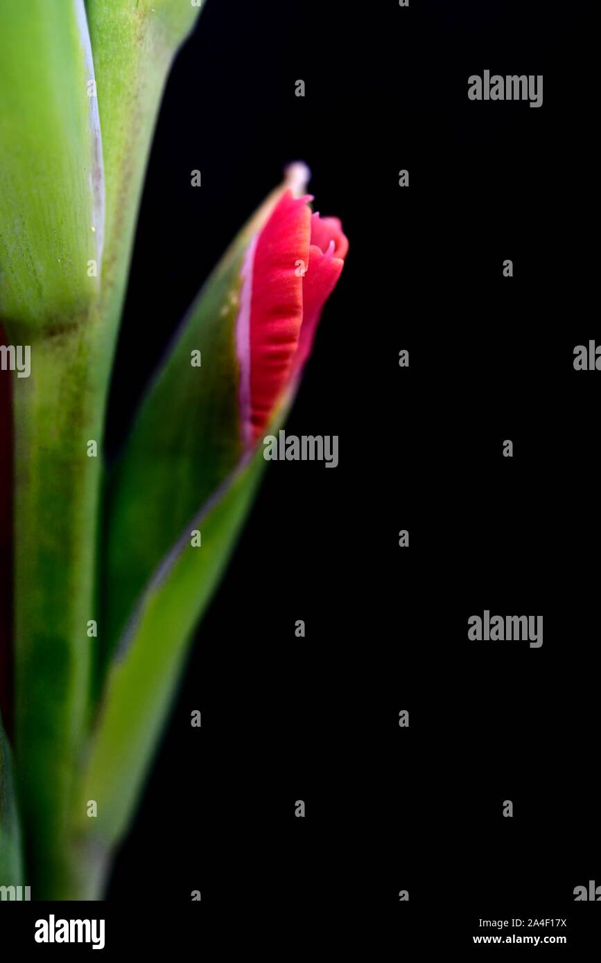 Schmetterling Gladiolen, rote Blume Stockfoto