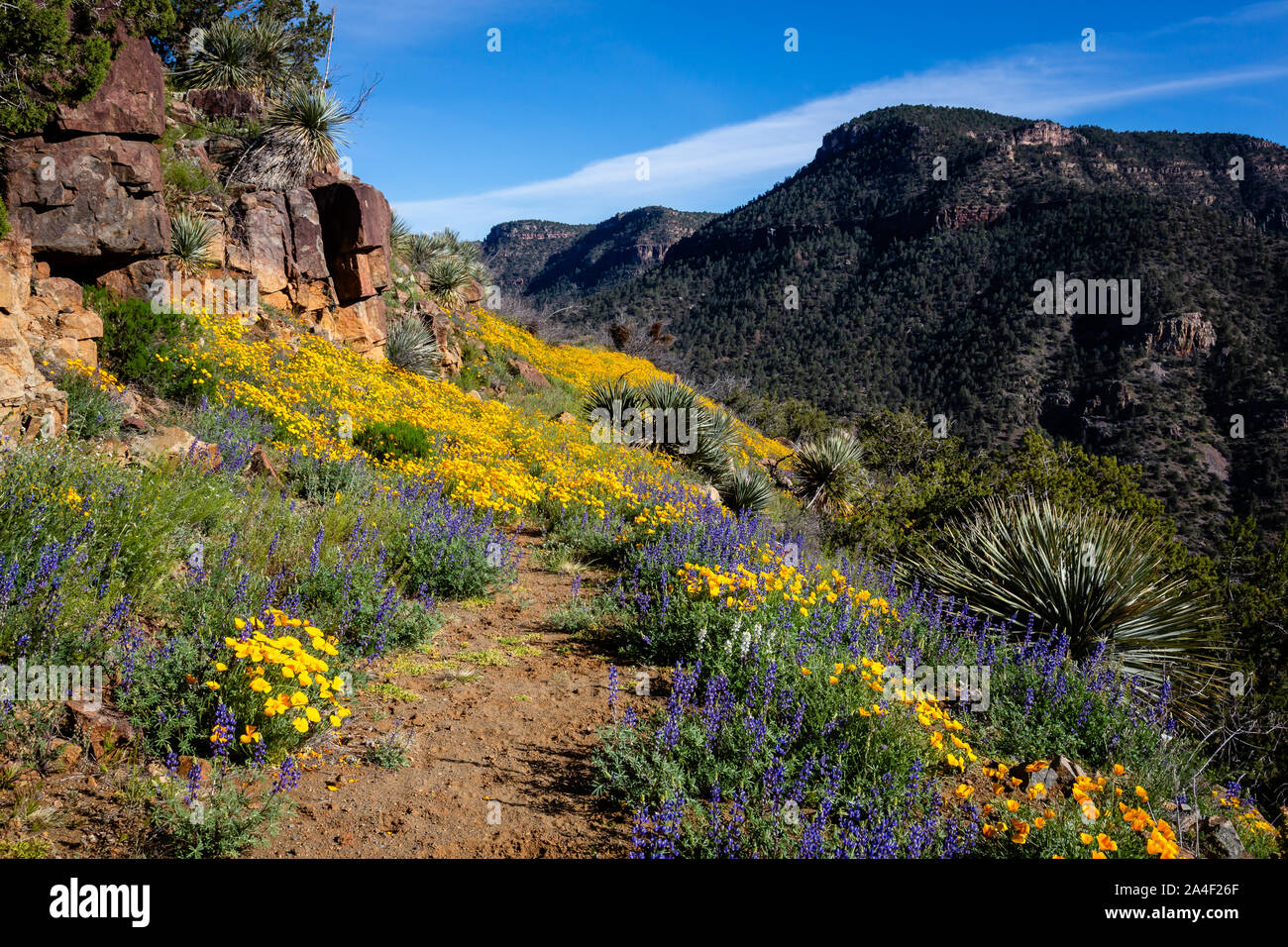 Verlassenen Straße wird. . . Vergessen Trail,. . . Wird. . . Gateway zu dem, was jenseits liegt. Salt River Canyon, Arizona. Stockfoto