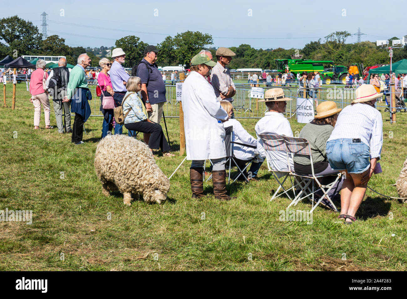 Die Menschen sehen die Beurteilung eines Schafes Klasse, während ein grayfaced Dartmoor durch einen Aussteller behandelt hinter ihnen an der Frome Käse zeigen Sep 14 2019 Schürfwunden Stockfoto