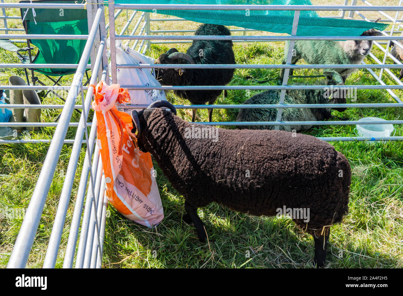 Eine schwarze Welsh Mountain Schafe in einem Stift Fütterung im tierischen Bereich in der Frome Käse zeigen, 14. September 2019 Stockfoto