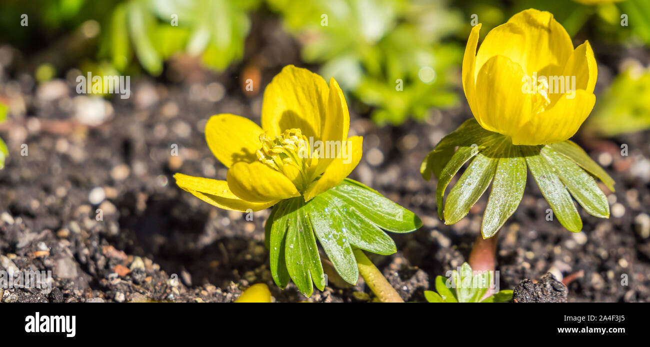 Camas im Garten Stockfoto