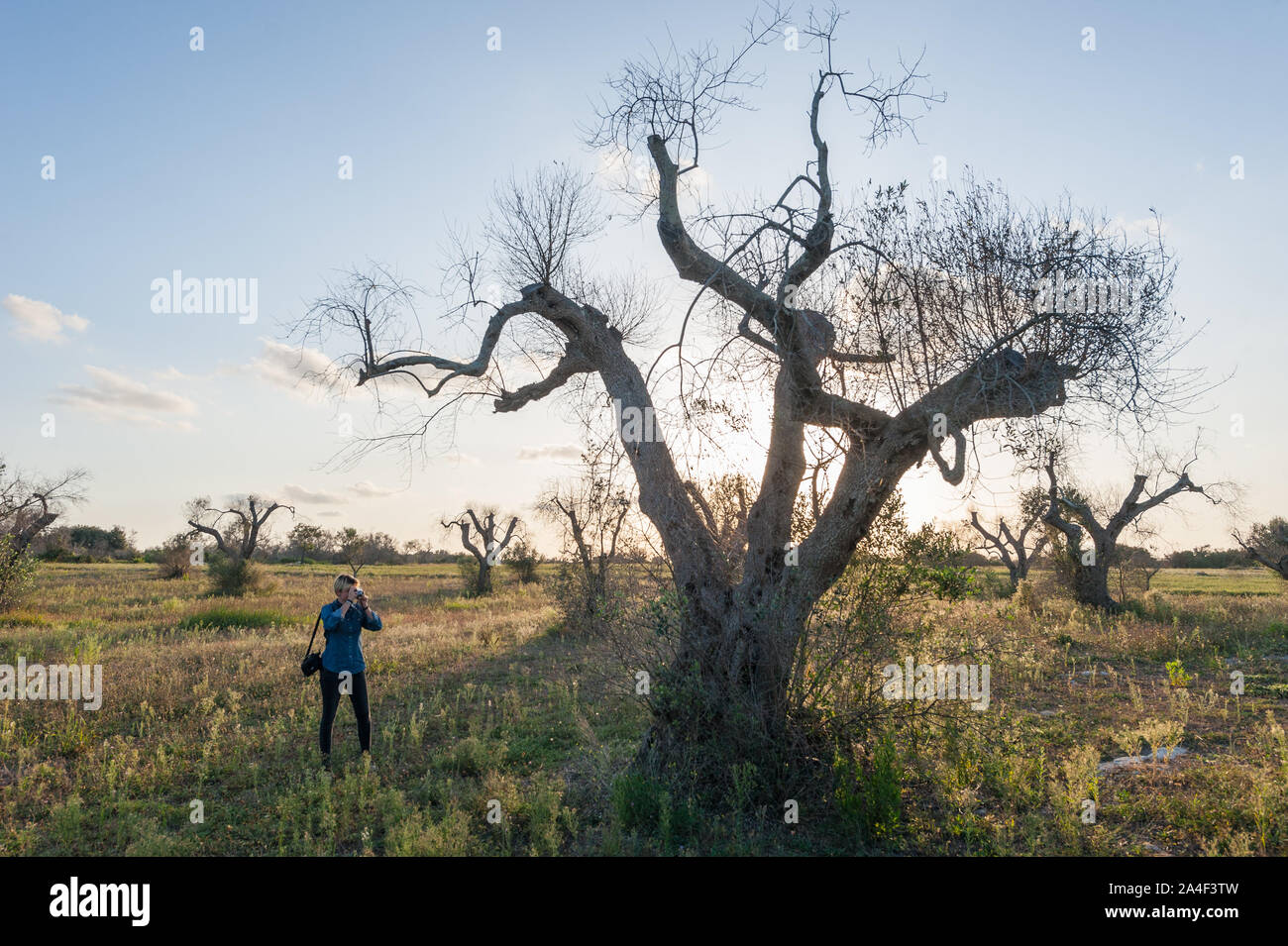 Alter Olivenbaum durch Xylella fastidiosa Krankheit betroffen; Landwirte abgeschnitten die Zweige die Exposition zu minimieren und zu versuchen, die Pflanze zu speichern. Stockfoto