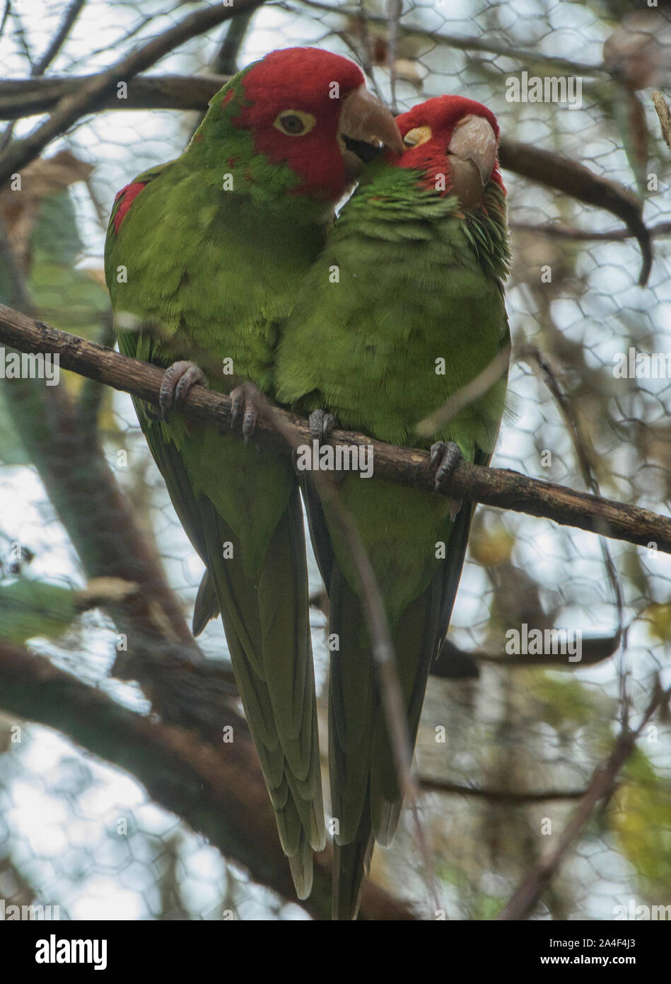 Ein Paar rote - maskierte Sittiche (Psittacara erythrogenys), Amaru Biopark, Cuenca, Ecuador Stockfoto