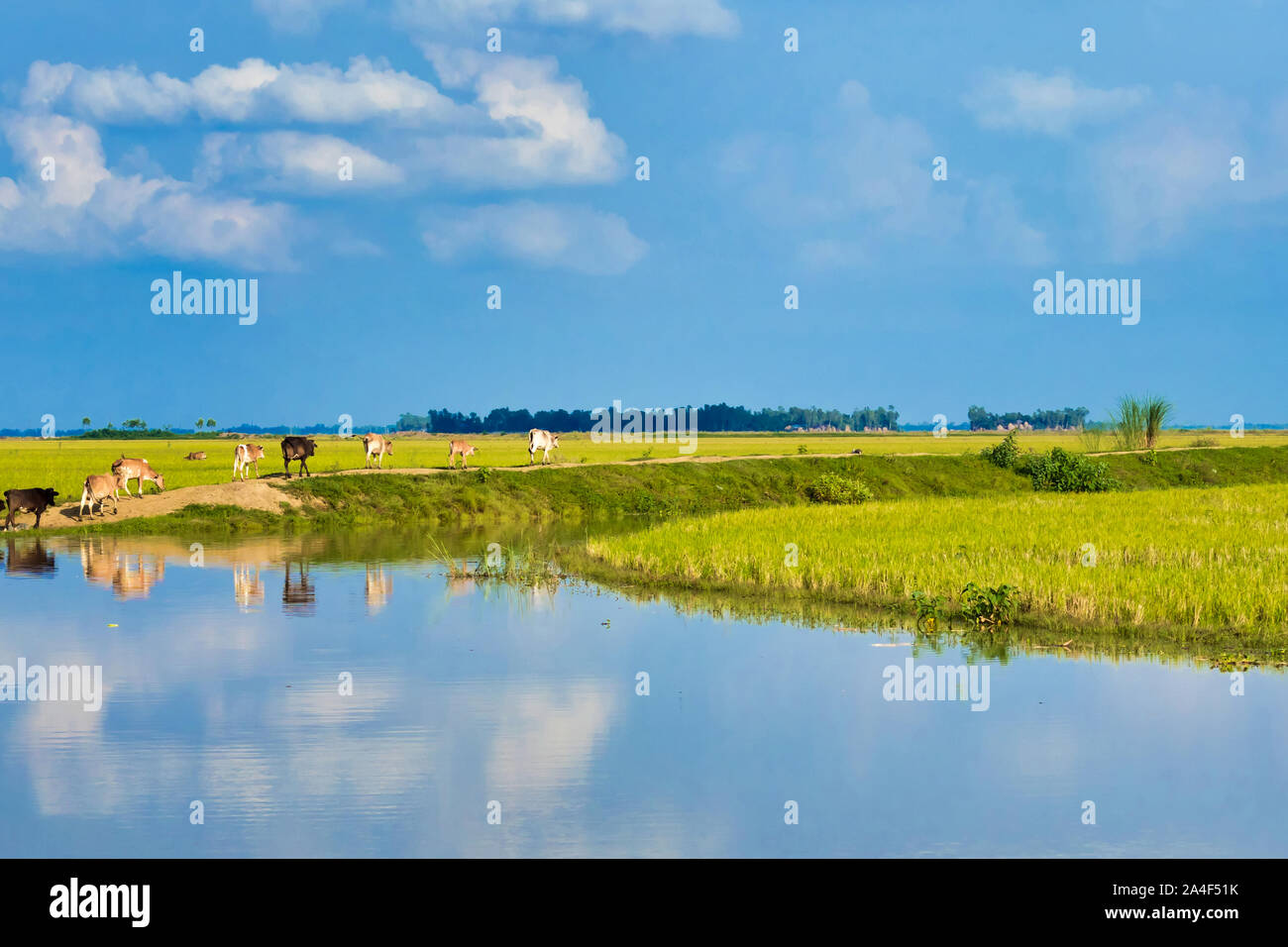 Ländliche Dorf Landschaft von Bangladesch Stockfoto