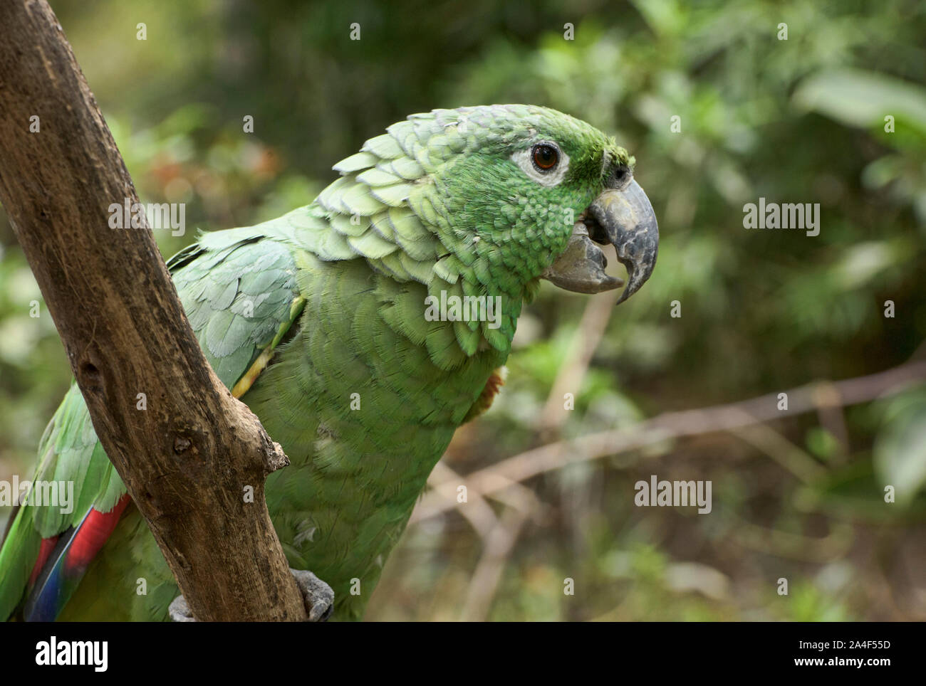Südliche mehlig Papagei (Amazona farinosa), Ecuador Stockfoto
