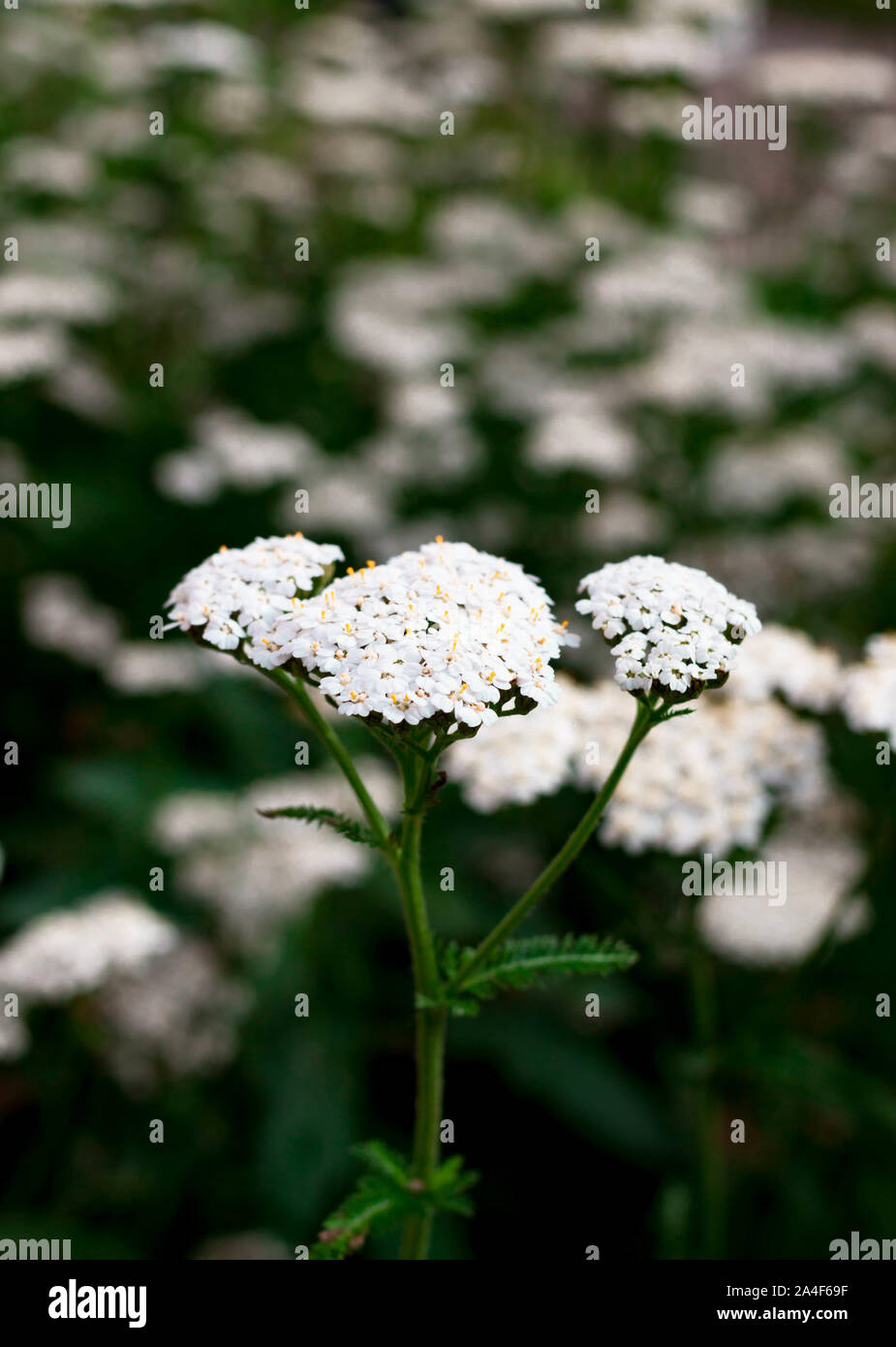 Schöne weiße Schafgarbe Blume Nahaufnahme mit Stängel und Blätter auf einem grünen Hintergrund verschwommen. Selektive Weichzeichner. Geringe Tiefenschärfe. Text Stockfoto