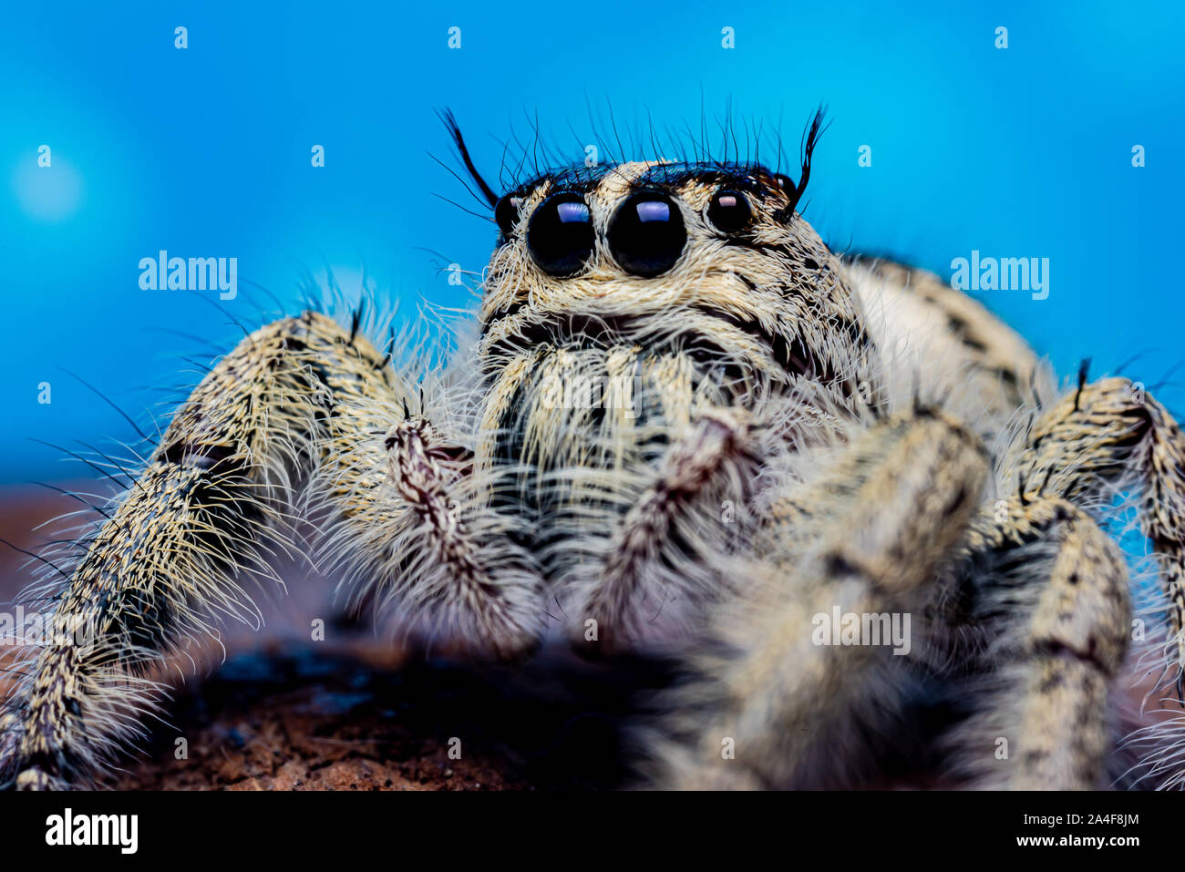 Platycryptus undatus springen Close up Spider. Makro Foto von Insekt und Tier Stockfoto