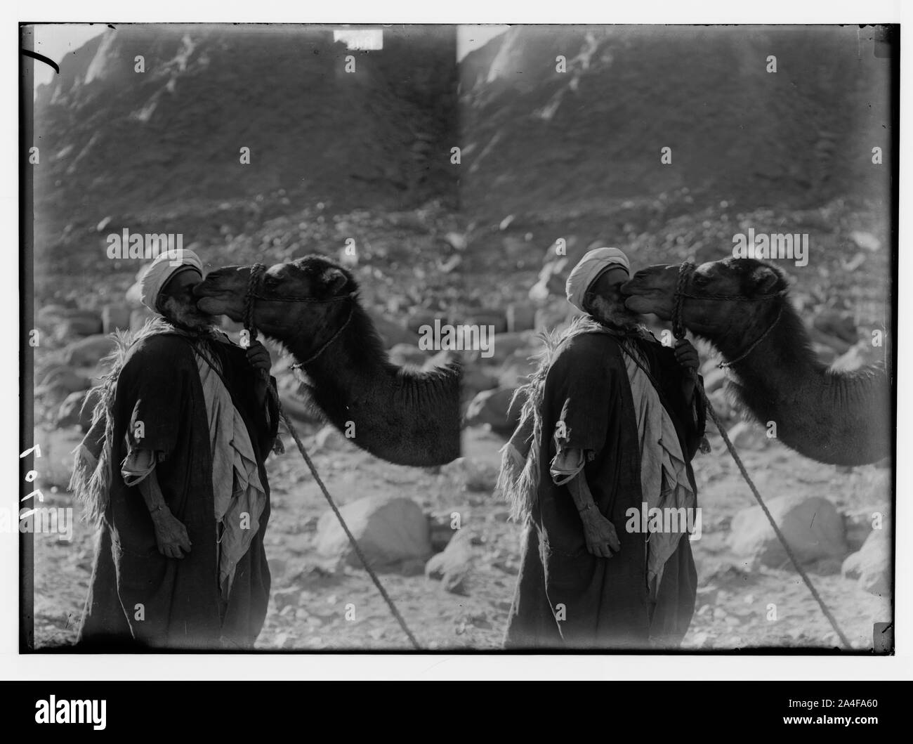 Zum Sinai, über das Rote Meer, Tor, und Wady Hebran. Kamel Liebe Stockfoto