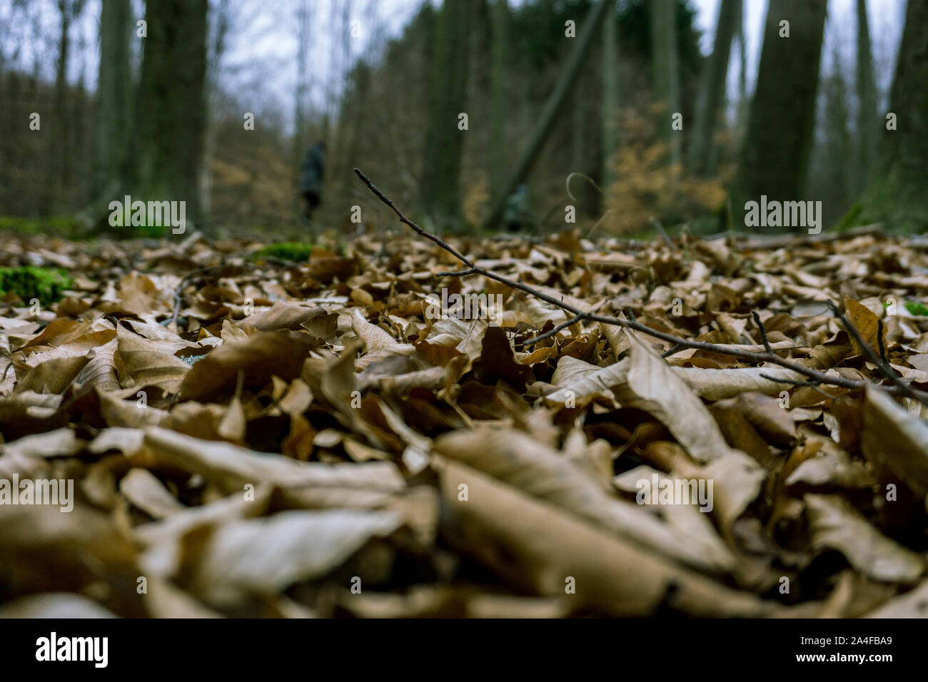 Der tschechischen Wald im Herbst Stockfoto