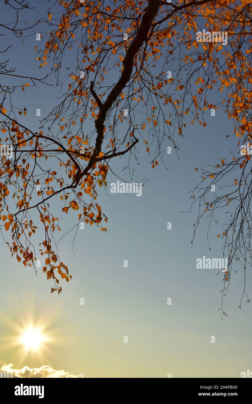 Herbst Konzept. Schöne und interessante Vertikale Foto von Birke Äste vor blauem Himmel und mit Links unten auf dem Foto. Stockfoto
