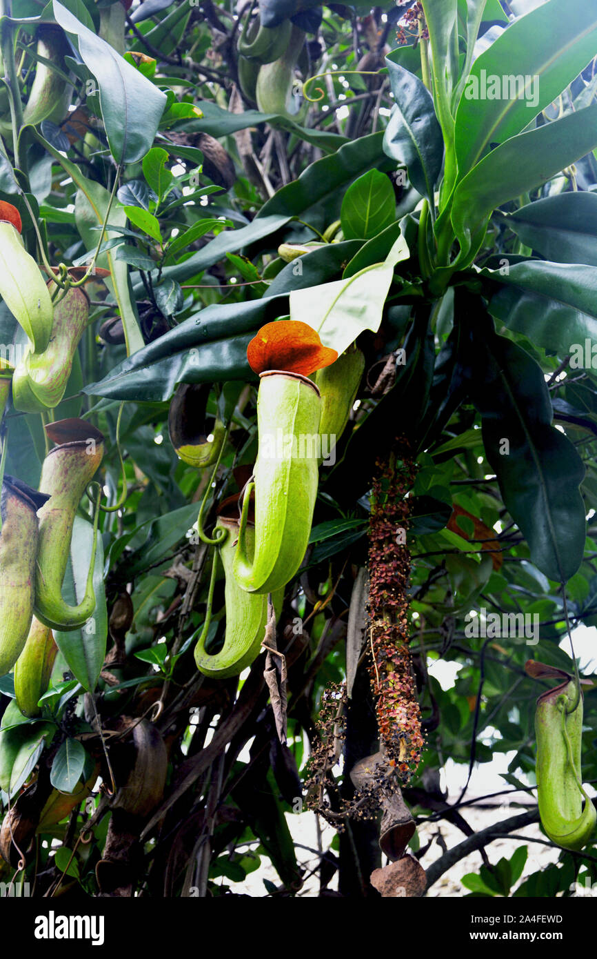 Kannenpflanze - Nepenthes ist eine Gattung fleischfressender Pflanzen, auch als tropische Schlauchpflanzen bekannt Stockfoto