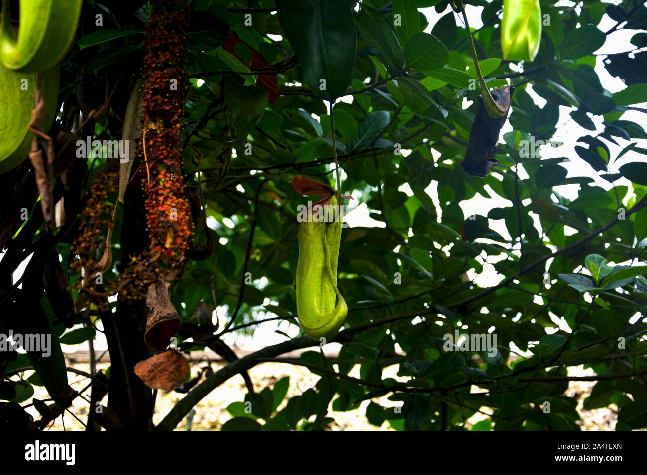 Kannenpflanze - Nepenthes ist eine Gattung fleischfressender Pflanzen, auch als tropische Schlauchpflanzen bekannt Stockfoto