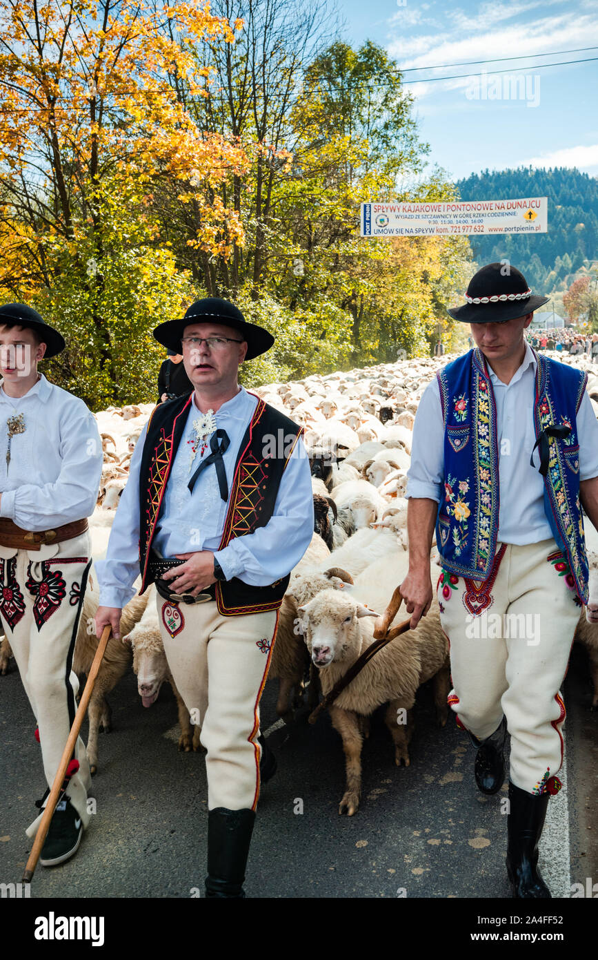 SZCZAWNICA, Polen - Oktober 12, 2019: Polnische Hirten in traditionelle Festliche Kleidung führende Schafe durch das Dorf. Feiern "redyk" Tag, an dem Sie Stockfoto