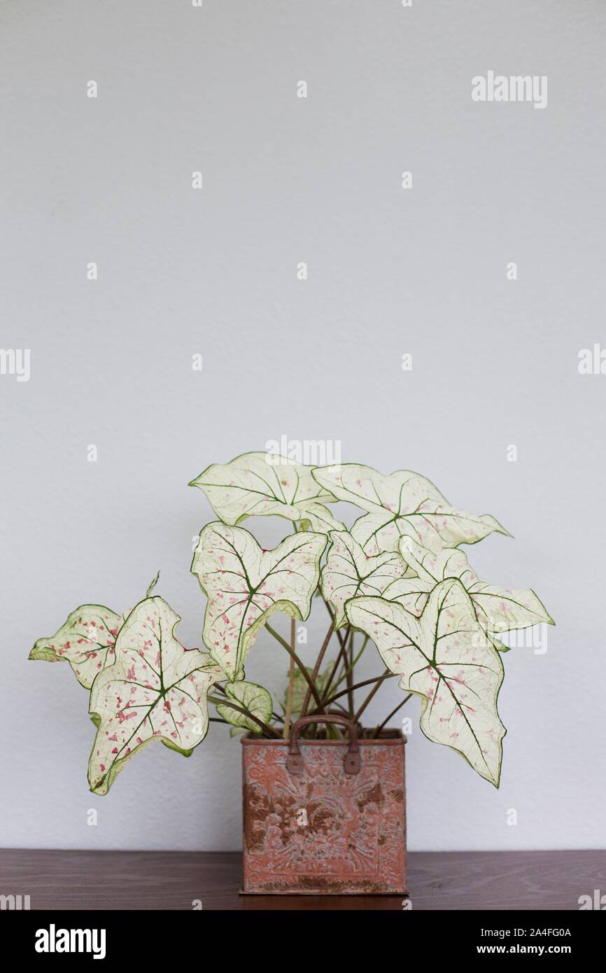 Ein Caladium 'weie Weihnachten' Zimmerpflanze Stockfotografie - Alamy