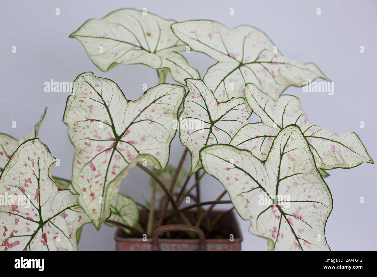 lauterbachiana variegata Alocasia Lauterbachiana Albo main image 1