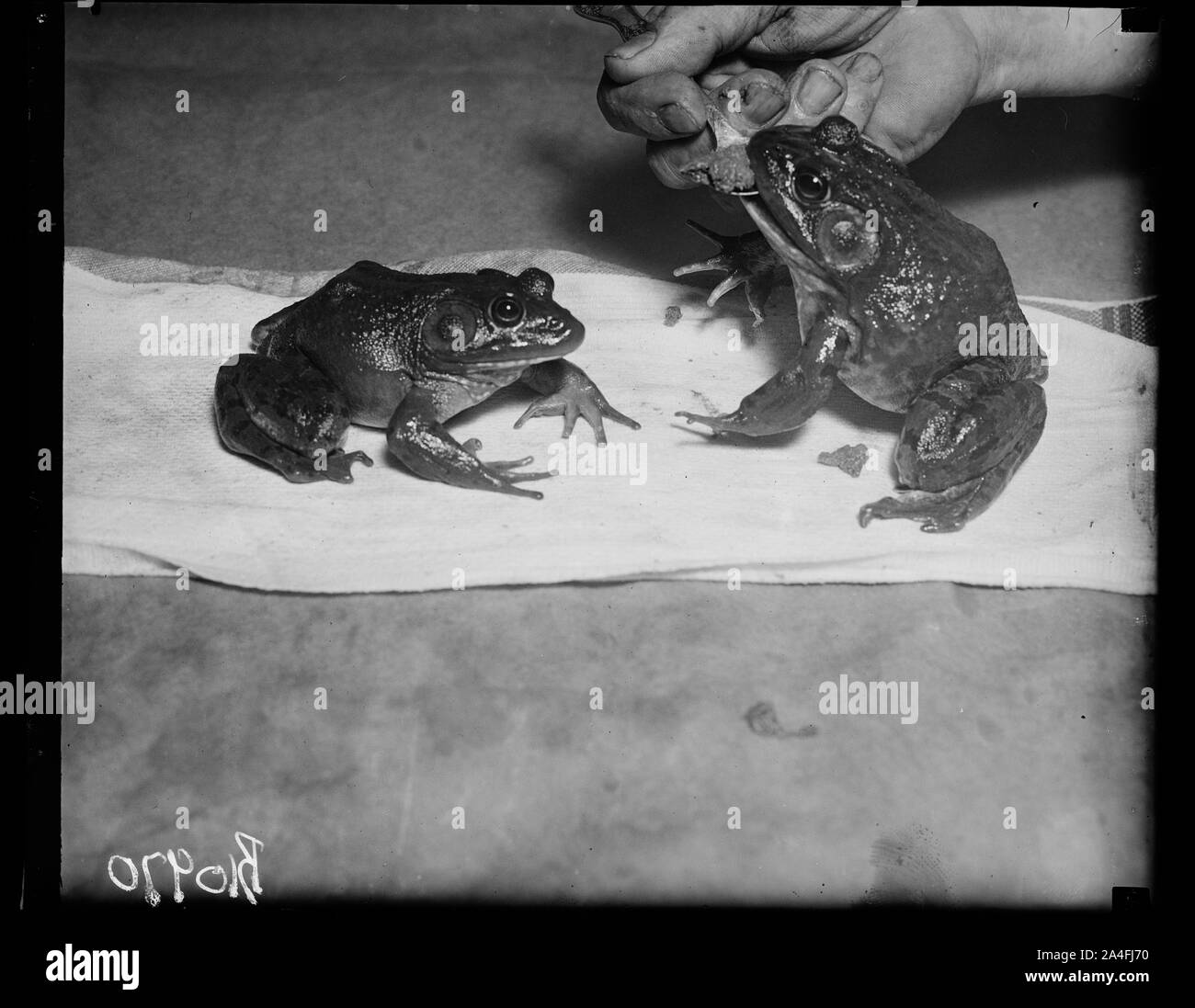 Zu faul um sich selbst zu ernähren, Washington, D.C., Aug 15. Nur plumb zu faul sein Essen auf dem Fliegen wie regelmäßige Frösche zu fangen, Popeye, riesigen Frosch aus Louisiana im US-Handelsministerium Aquarium, hat seine Mahlzeiten aus, die als Kindermädchen für die critter gefüttert werden Stockfoto