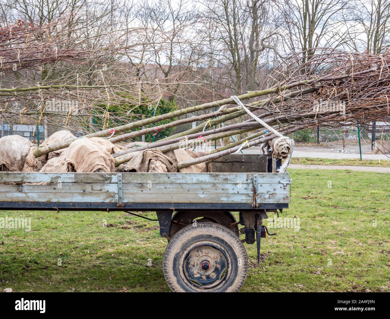 Baumschule Trailer mit jungen Bäumen Stockfoto
