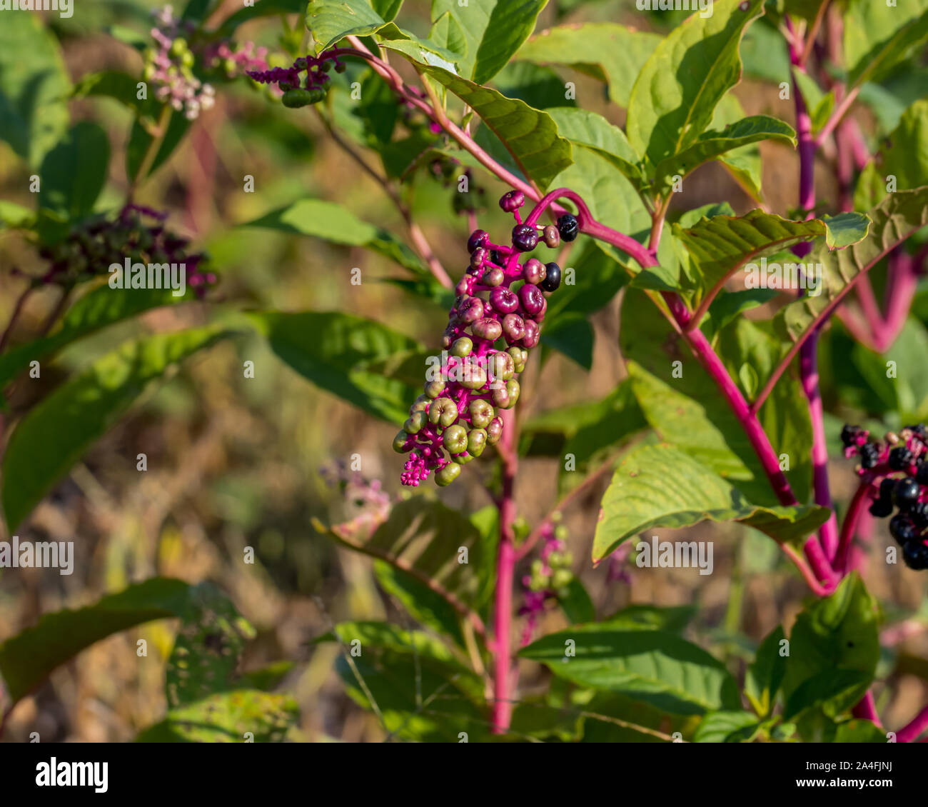 Giftige und giftige Pokeweed Anlage mit Beeren wachsen in der sojabohne Bauernhof Feld Stockfoto