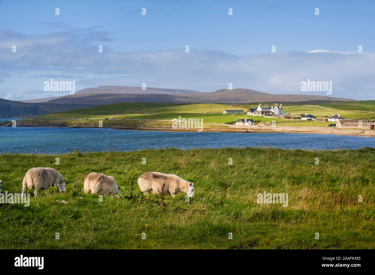 Schafe auf dem Ufer am Kyle von Durness mit Cape Wrath Lodge mit Blick über den See Stockfoto
