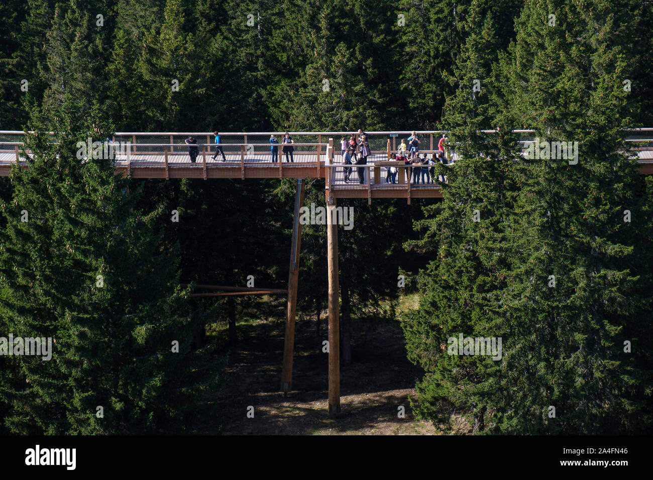 Baum Canopy Walk, treetop Gehweg, Steg durch den Wald, Abenteuer in der Natur, entgehen der Stadt auf Rogla, Pohorja Berg, Slowenien Stockfoto