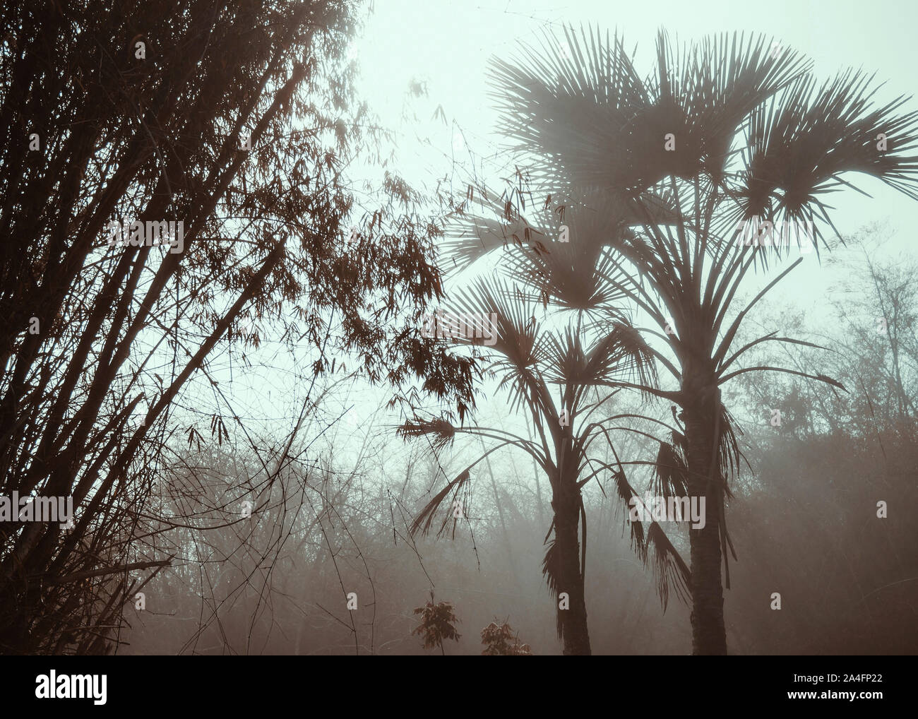 Nebel im Wald Stockfoto