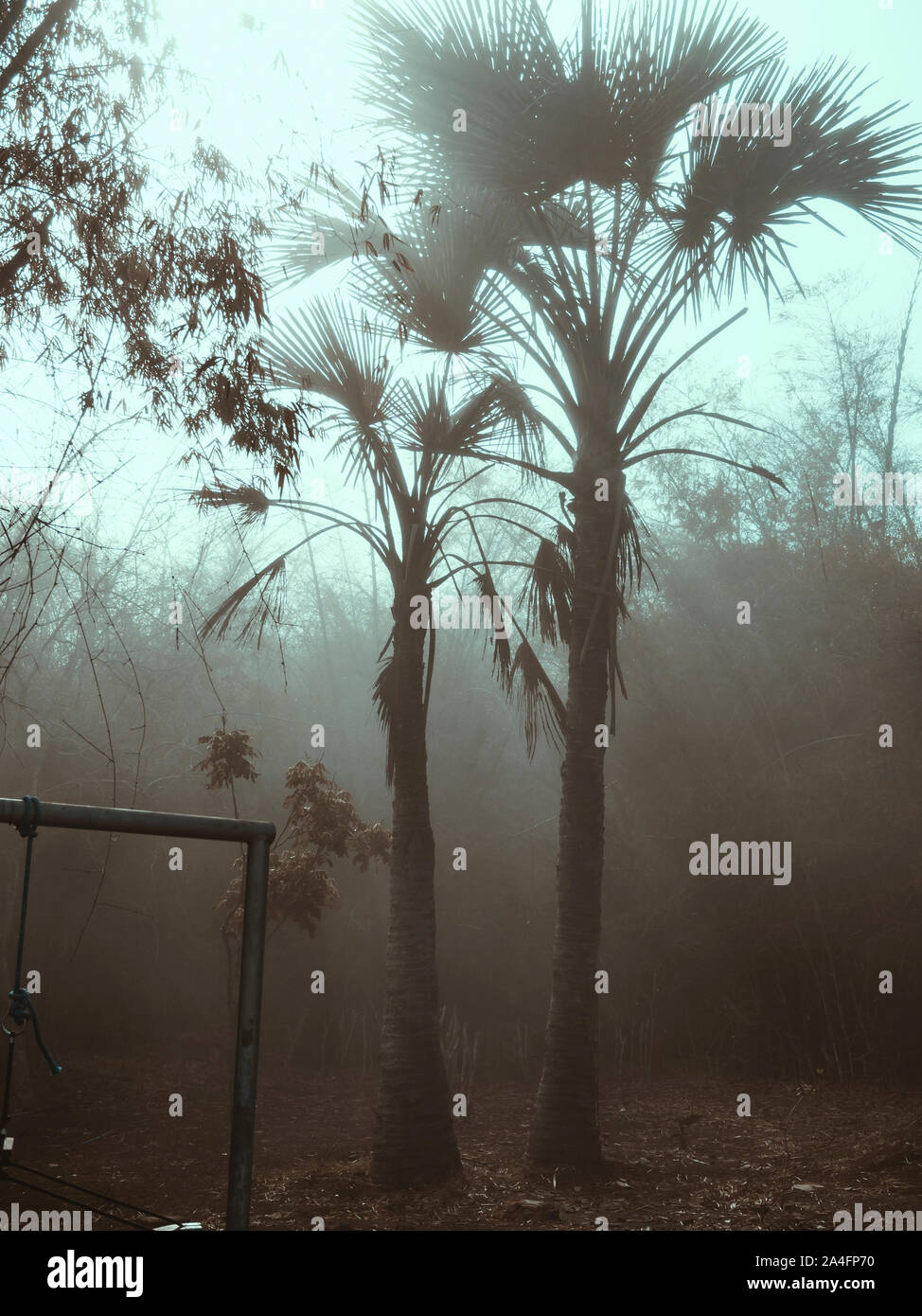 Nebel im Wald Stockfoto