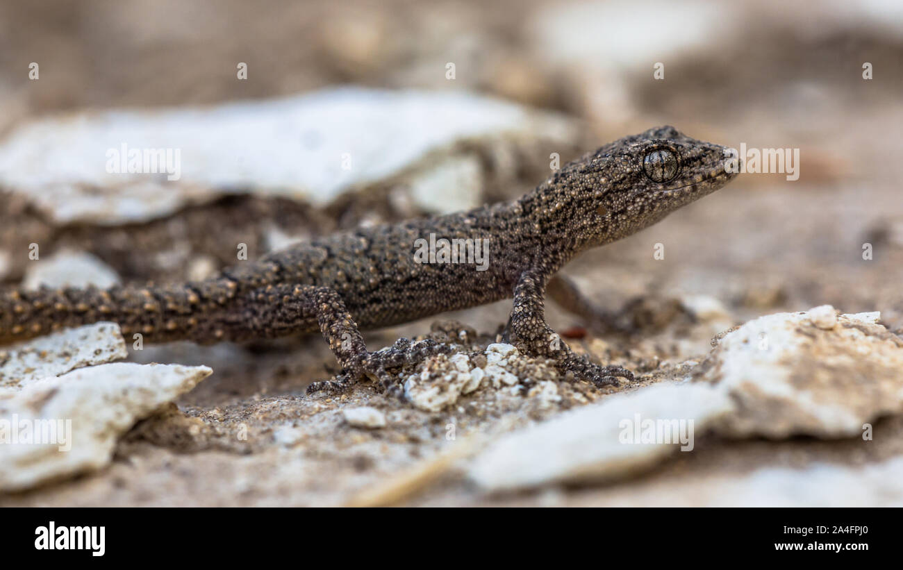 Kotschy's Gecko (Cyrtopodion Kotschyi) auf hellen Rock Stockfoto