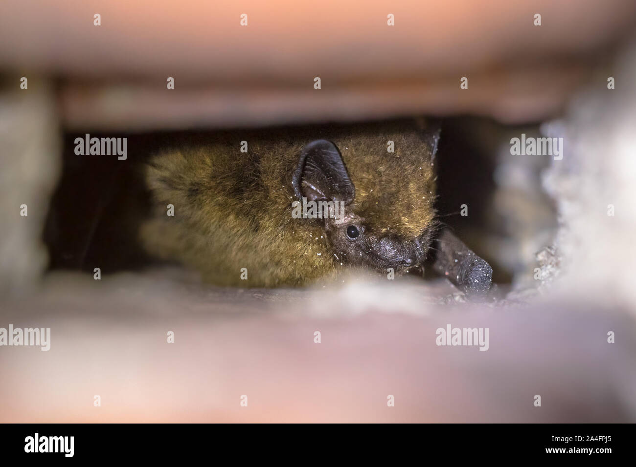 Hibernating pipistrelle bat (Pipistrellus pipistrellus) in der Wand riss Stockfoto