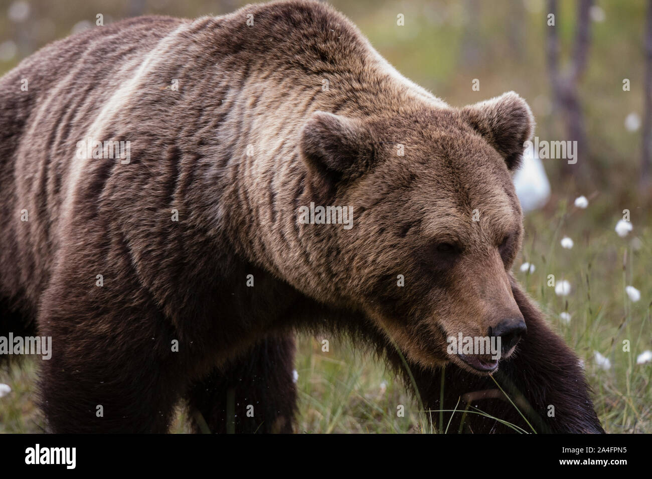 Porträt einer europäischen Braunbär Ursus Arctos, Kuhmo, Finnland. Stockfoto