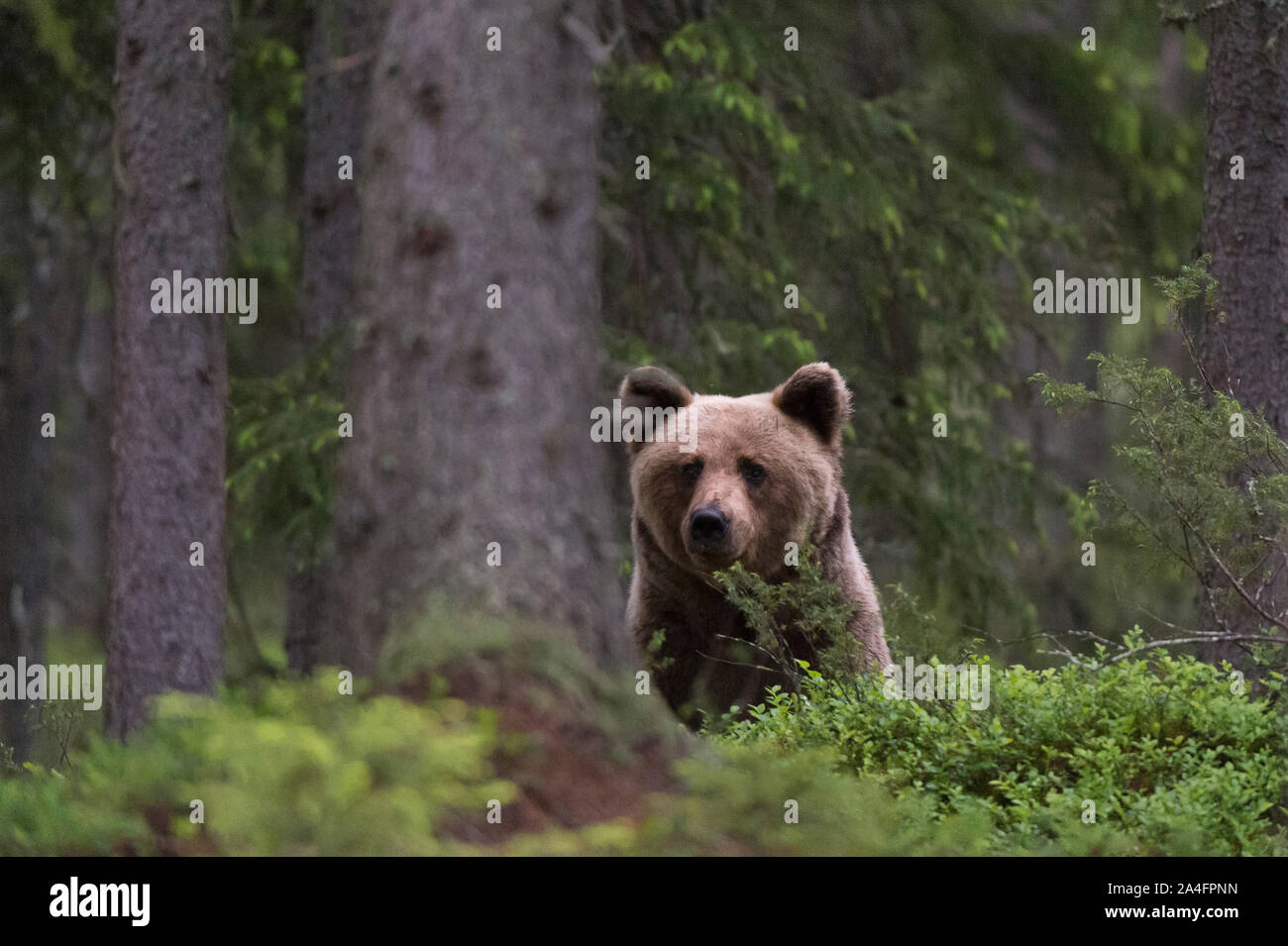 Europäische Braunbär (Ursus arctos), Kuhmo, Finnland. Stockfoto