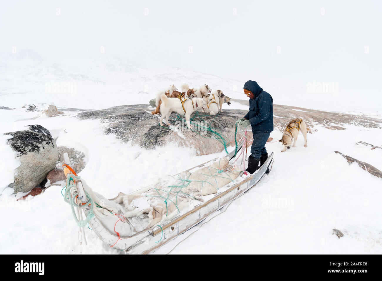Hundeschlitten, Grönland. Stockfoto