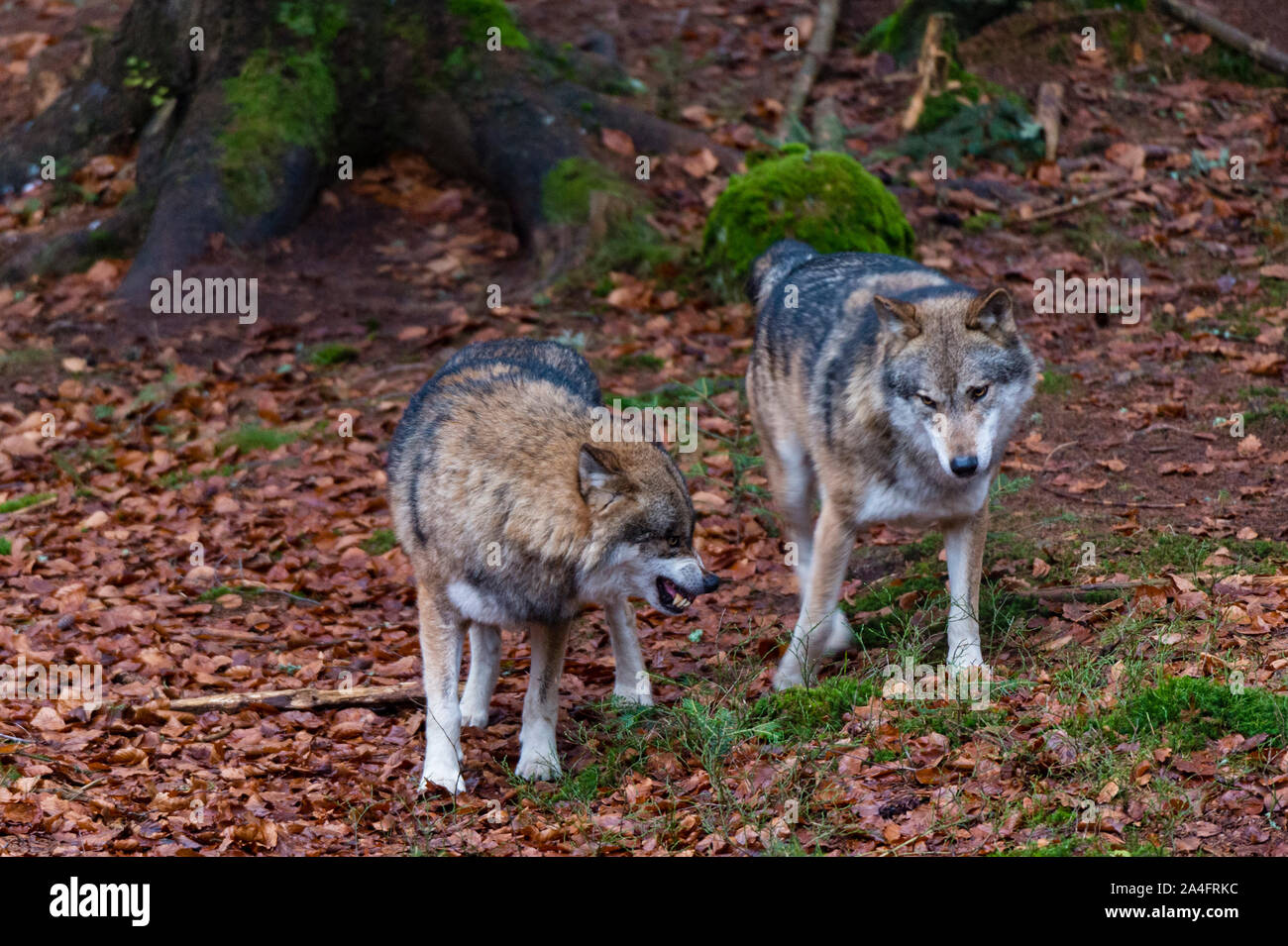 Grauer Wolf (Canis lupus), Nationalpark Bayerischer Wald, Bayern, Deutschland. Nationalpark Bayerischer Wald hat eine 200 ha Fläche mit großen Wildgehege Stockfoto