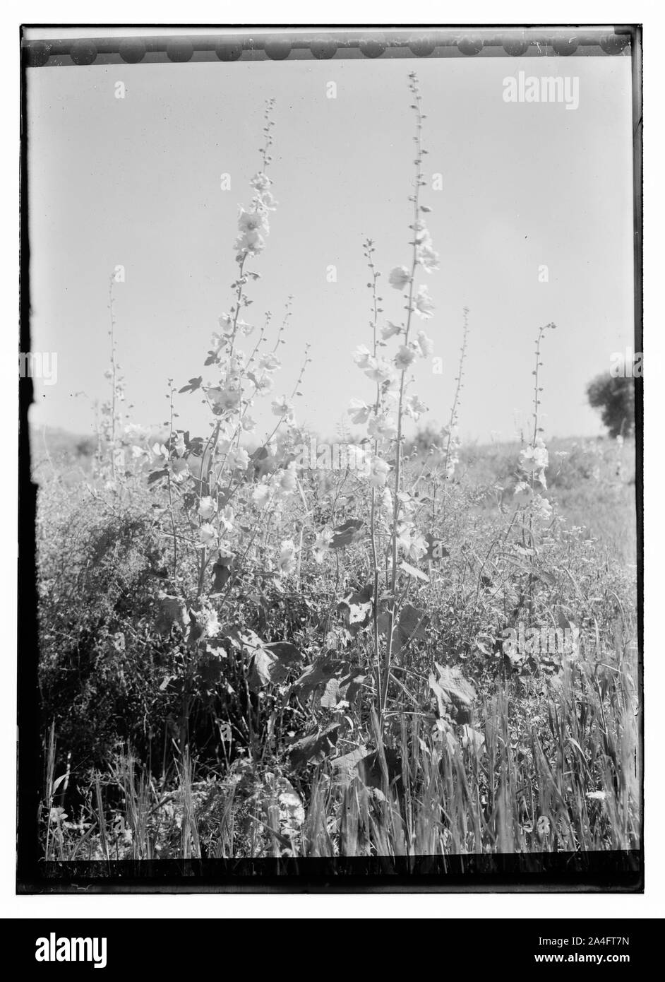 Trans-Jordan Stockfoto