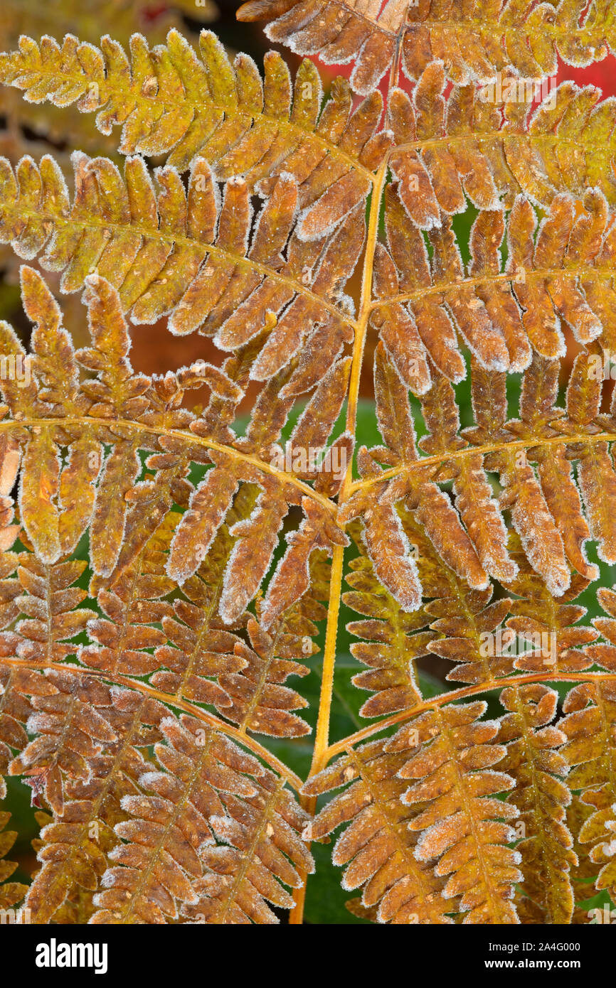 Farn mit Frost, Mt Hood National Forest, Oregon Stockfoto