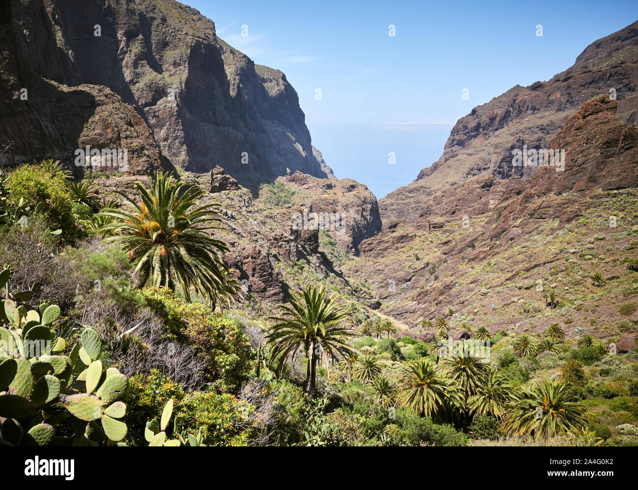 Palmen und Opuntia auf Teno Massiv Pisten, Teneriffa, Spanien. Stockfoto