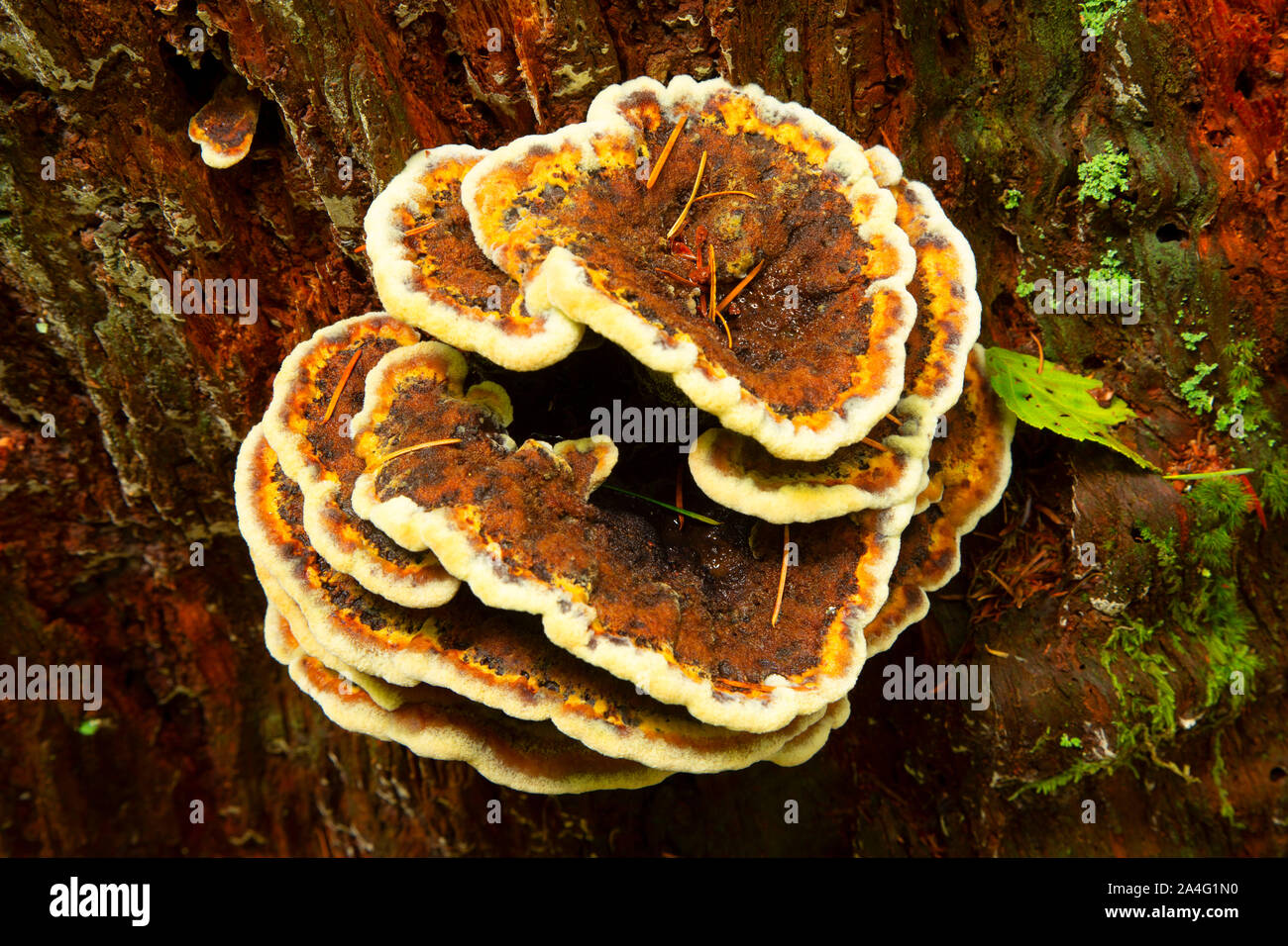 Conk, West Cascades Scenic Byway, Willamette National Forest, Oregon Stockfoto