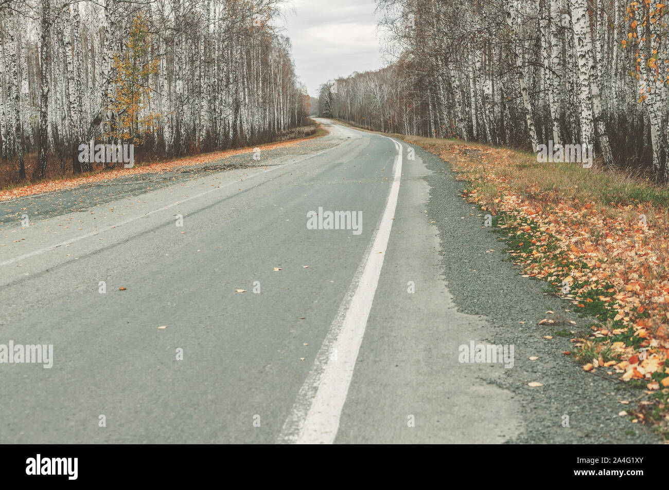 Leere verlassenen Straße auf einem Hintergrund von Herbst Wald. Mystische grauer Himmel Stockfoto