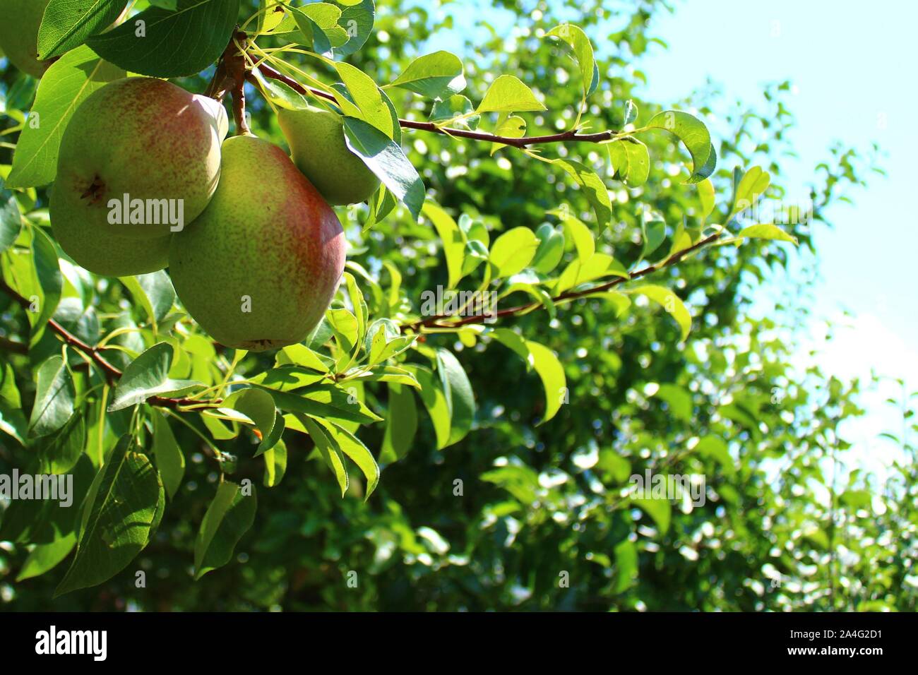 Das Foto zeigt eine Birne auf einen Birnbaum. Stockfoto