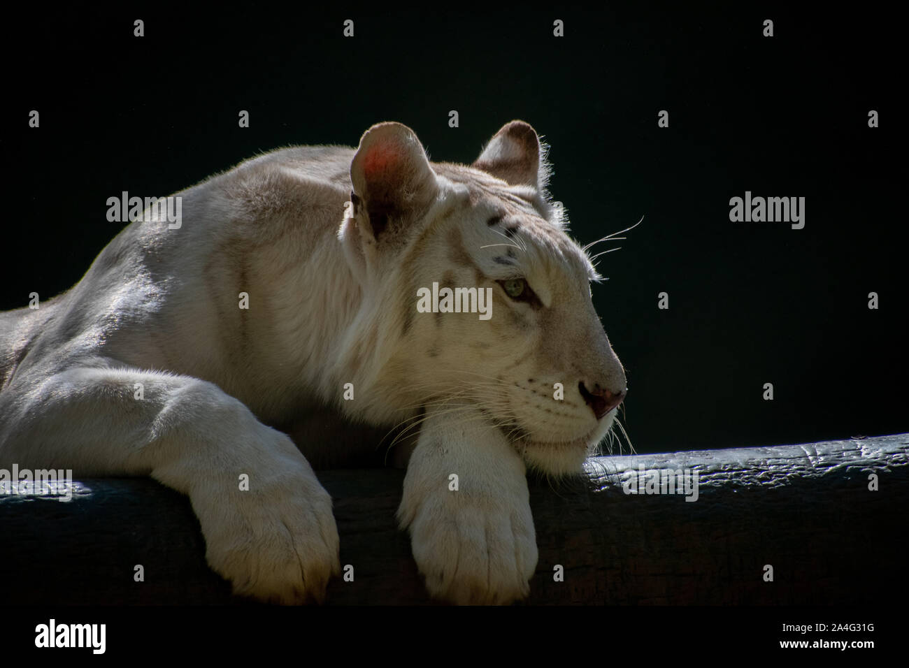 White Lion in der Sonne zu liegen aus suchen Stockfoto