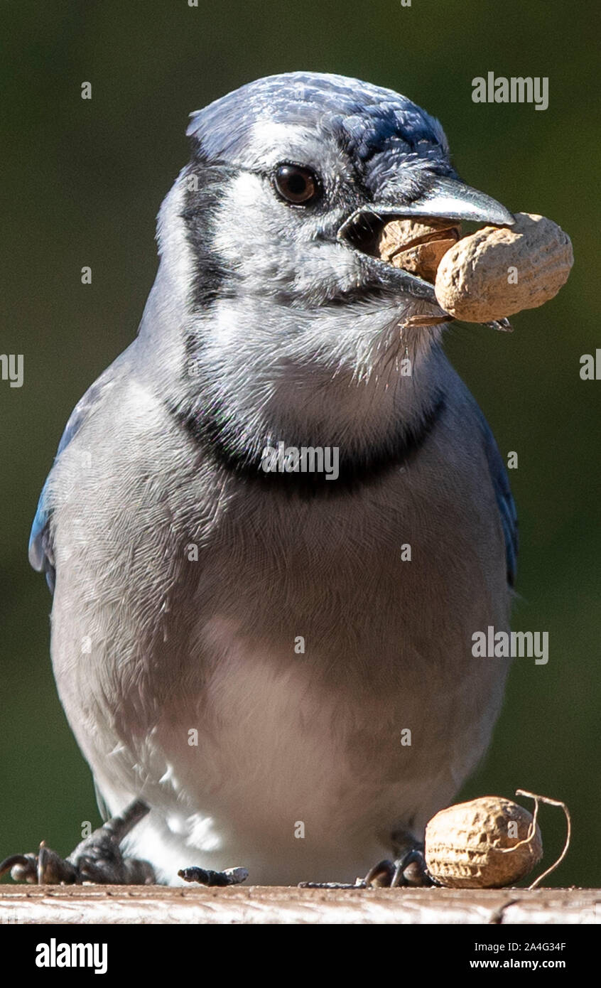 Die Mutter Träger Stockfoto