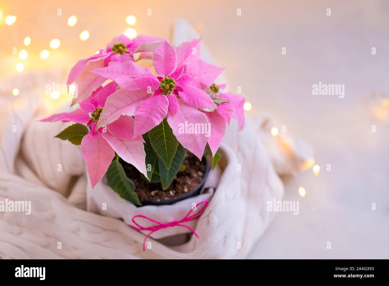 Weihnachten rosa Weihnachtsstern vergossen mit beiger Strickpullover mit funkelnden Girlande, getönt Stockfoto